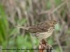 Meadow Pipit at Fleet Head (Don Petrie) (28712 bytes)